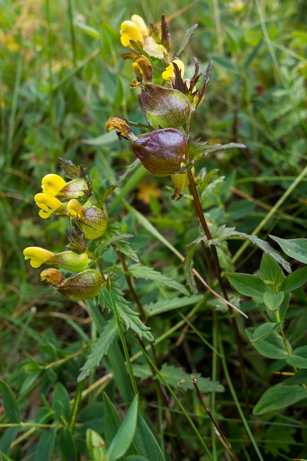 Rhinanthus personatus